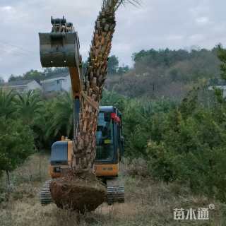 裸干高300厘米中东海枣