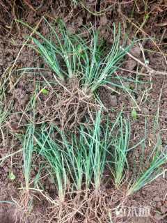 高度20厘米细叶麦冬草