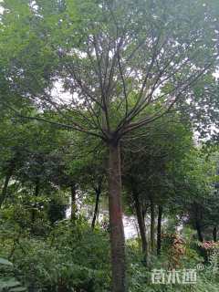 13公分红果冬青