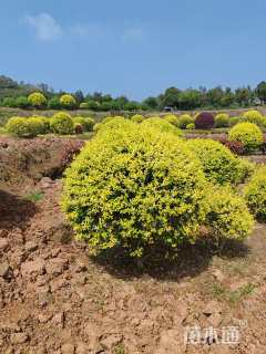 冠幅150厘米金禾女贞球