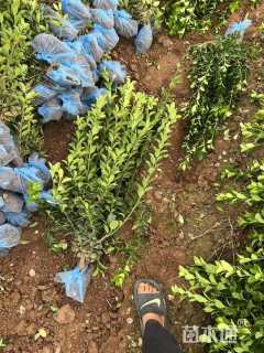 高度50厘米大叶黄杨