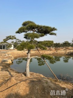 移栽苗造型罗汉松