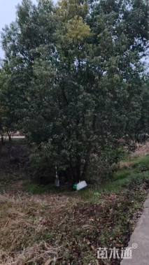 50公分(4杆)丛生香樟