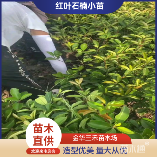 高度40厘米红叶石楠小苗