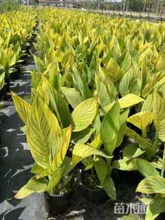 高度40厘米花叶美人蕉