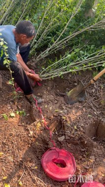 高度150厘米木槿