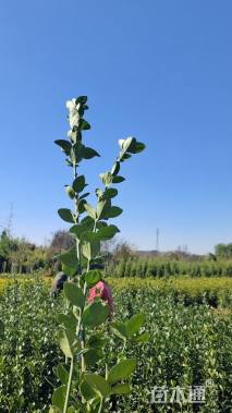 高度80厘米北海道黄杨