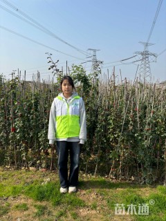 250厘米藤本月季