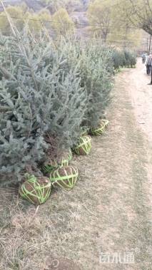 高度250厘米云杉