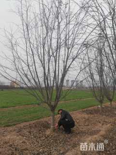 13公分垂丝海棠