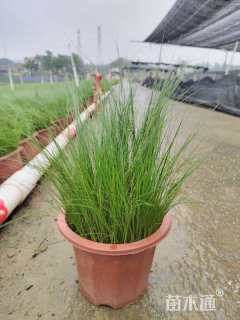 高度20厘米墨西哥羽毛草
