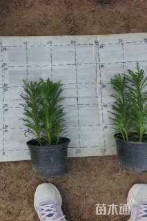 高度25厘米黄金菊