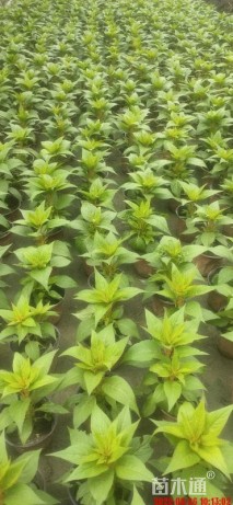 高度20厘米鸡冠花