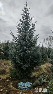高度700厘米青海云杉