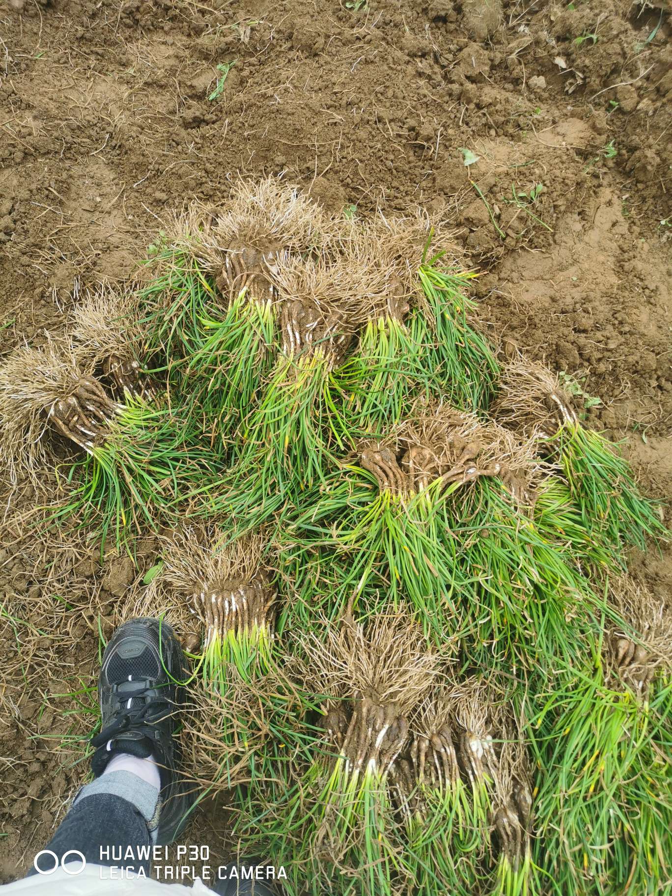 高度20厘米白花葱兰