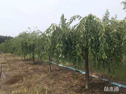 4公分八重红垂枝樱