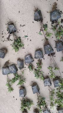 高度20厘米春鹃