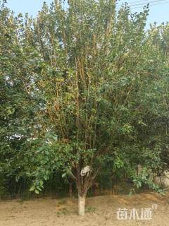 10公分西府海棠