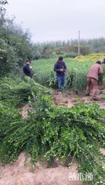 高度50厘米卫矛