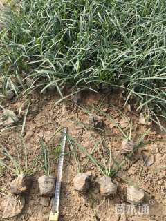 高度20厘米石蒜