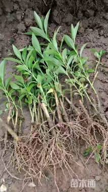 高度8厘米连翘小苗