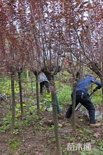 6公分紫叶李