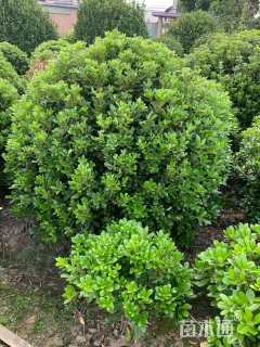 冠幅180厘米海桐球