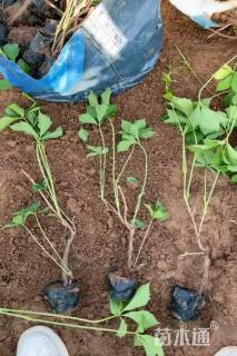 50厘米五叶地锦