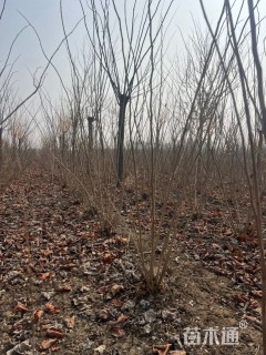 高度180厘米丛生紫荆