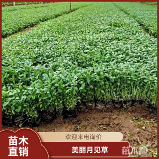 高度25厘米美丽月见草