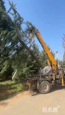 高度900厘米雪松