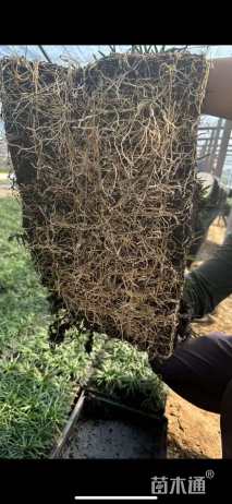 高度15厘米玉龙草