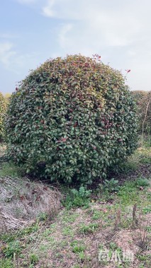 冠幅300厘米红叶石楠球
