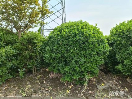 高度80厘米金边黄杨