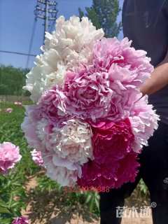 高度75厘米芍药