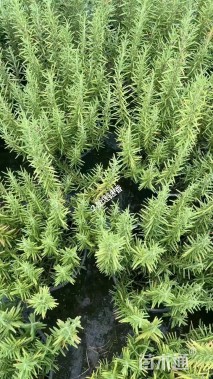 高度30厘米迷迭香