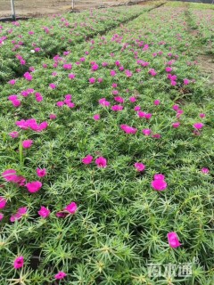 高度30厘米半枝莲