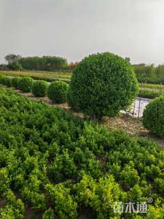 冠幅180厘米卫矛球