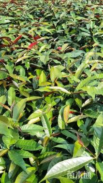 高度25厘米红背桂