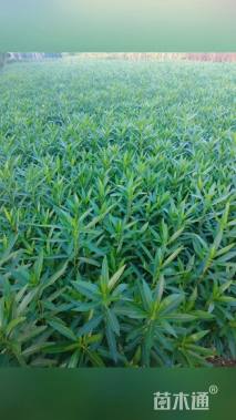 高度50厘米夹竹桃