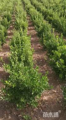 冠幅50厘米大叶黄杨球