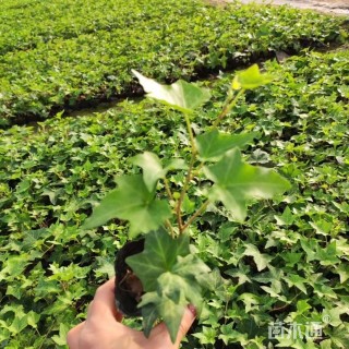 主蔓长50厘米常春藤