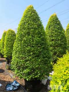 高度120厘米金冠女贞