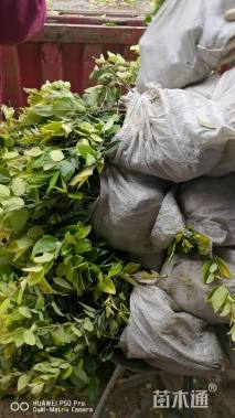 高度60厘米金森女贞