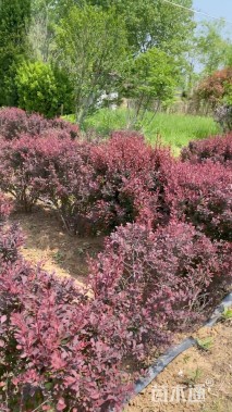 高度100厘米红叶小檗