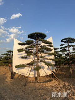 15公分造型松