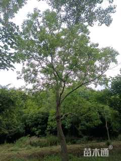 原生苗乌桕