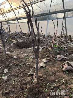 高度40厘米牡丹