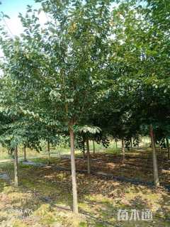 8公分染井吉野樱