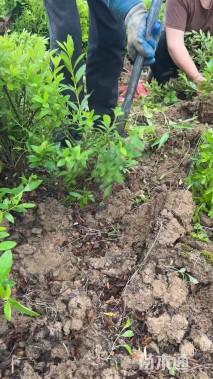 冠幅30厘米毛鹃球